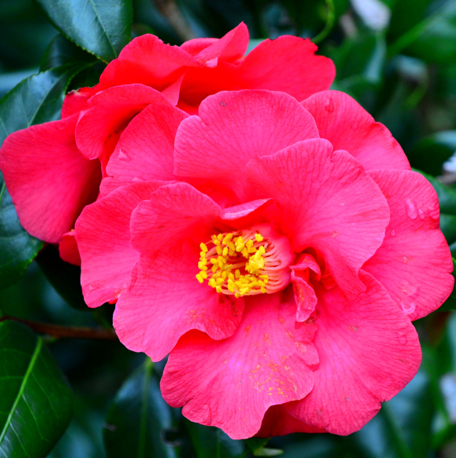Acondicionador con aceite de camelia