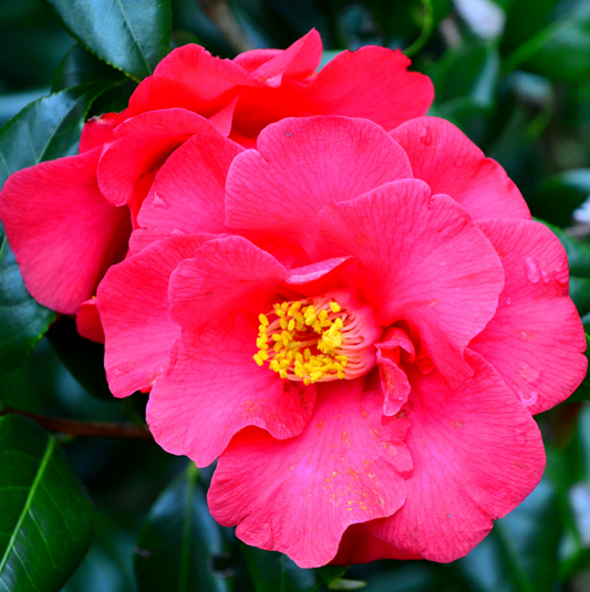 Acondicionador con aceite de camelia