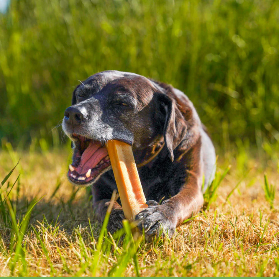 Snack para perros