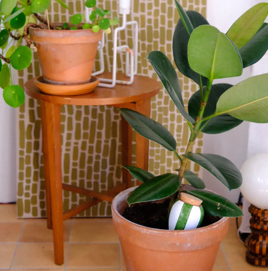 Regadero de plantas - Verde blanca