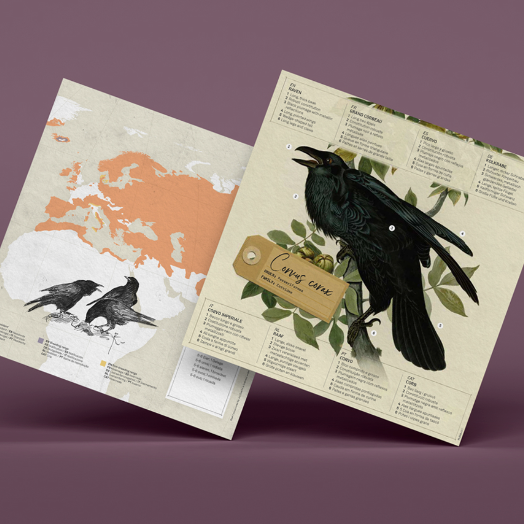 Kit Creativo de Manualidades – Cuervo