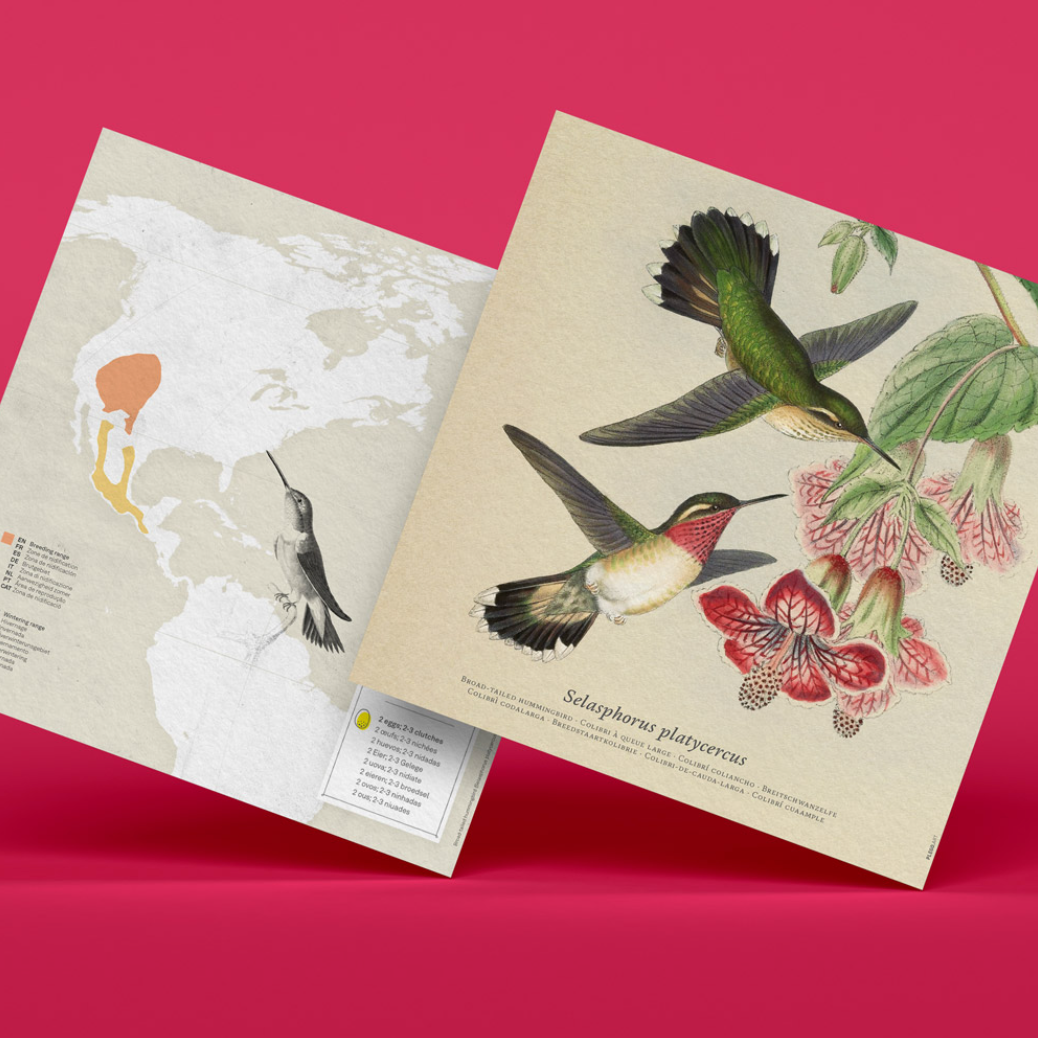 Figuras de papel precortadas - Colibrí coliancho