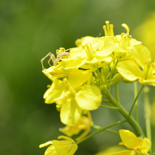 Glycerine vegetale Colza