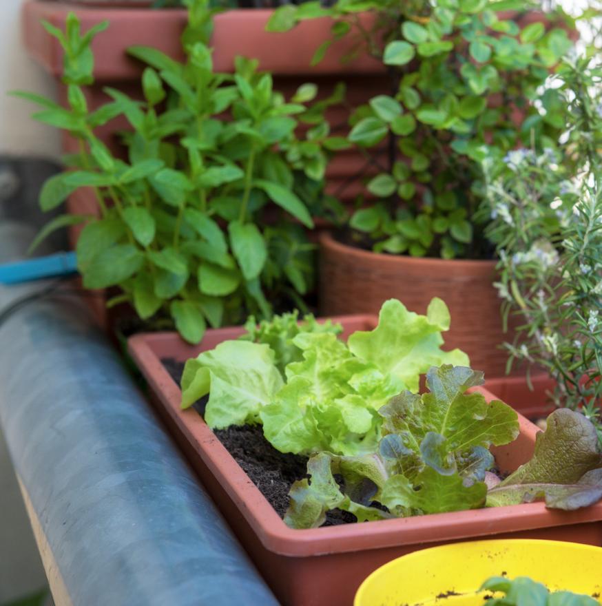 Jardin urbano