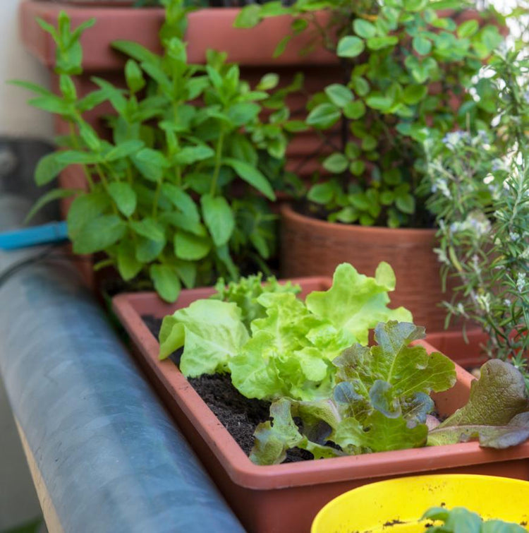 Jardin urbano