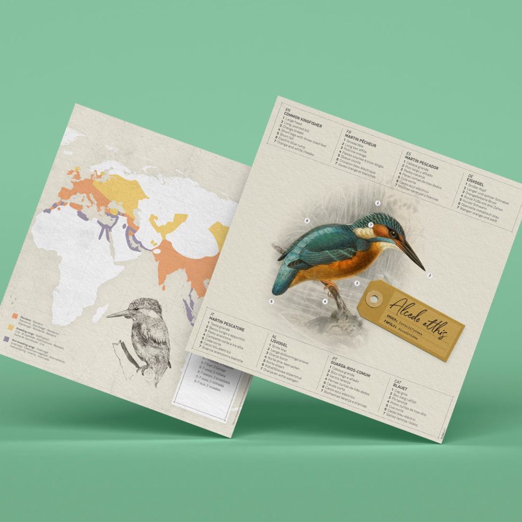 Kit Creativo de Manualidades – Martín Pescador