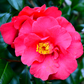 Acondicionador con aceite de camelia