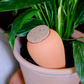 Regadero de plantas - Terracota