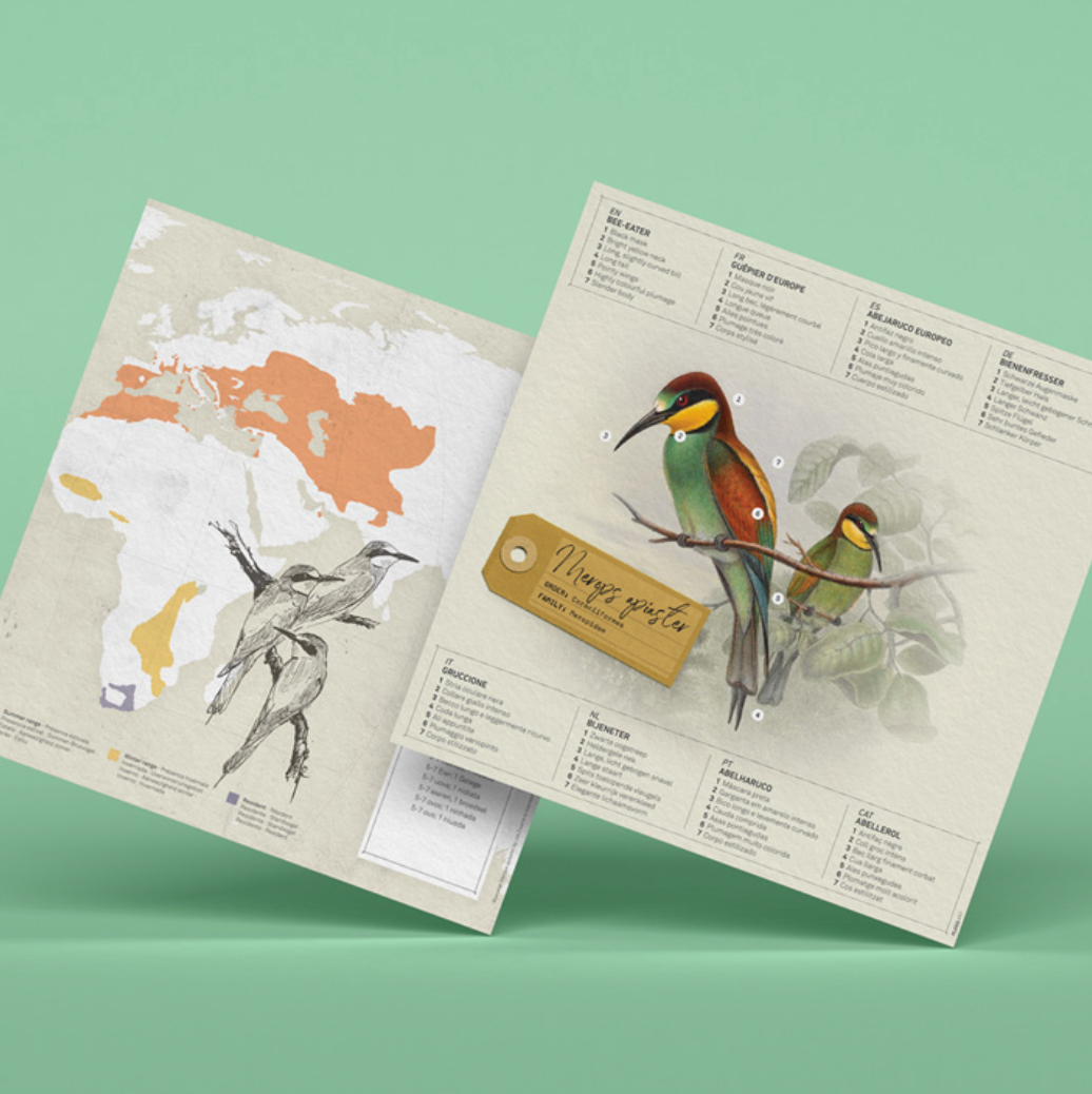 Kit Creativo de Manualidades – Abejaruco
