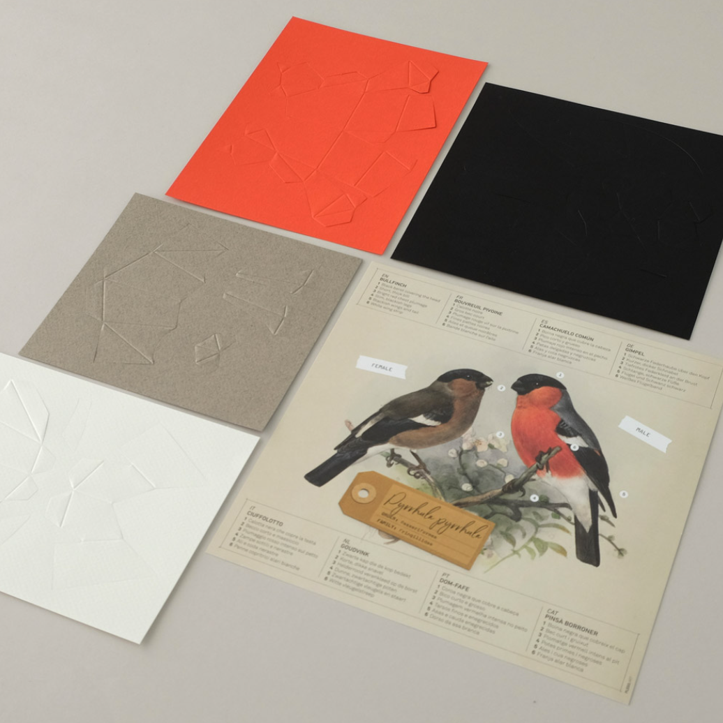 Kit Creativo de Manualidades – Camachuelo