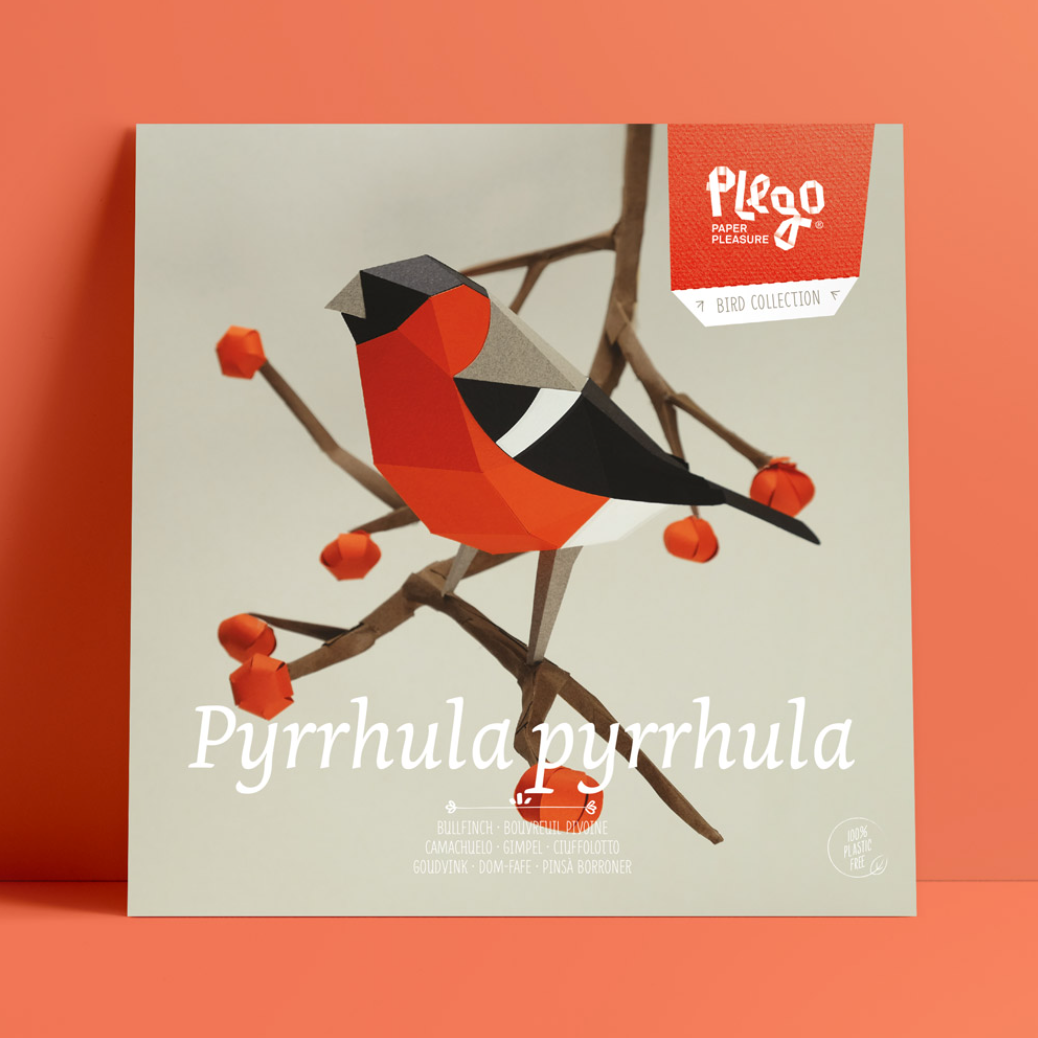 Kit Creativo de Manualidades – Camachuelo