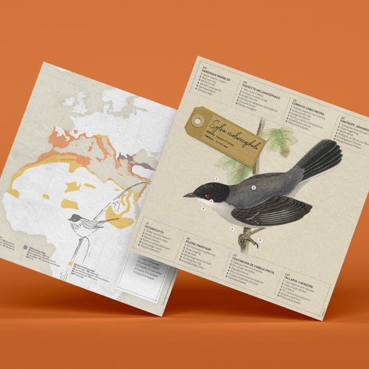 Kit Creativo de Manualidades – Sylvia