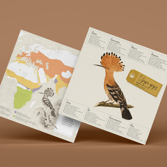 Kit Creativo de Manualidades – Abubilla