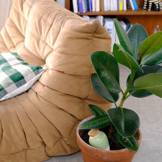 Regadero de plantas - Verde